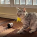 Interaktivna igračka s loptom za mačke