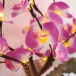 Svjetleće orhideje