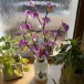 Svjetleće orhideje