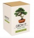 Grow it! - Bonsai